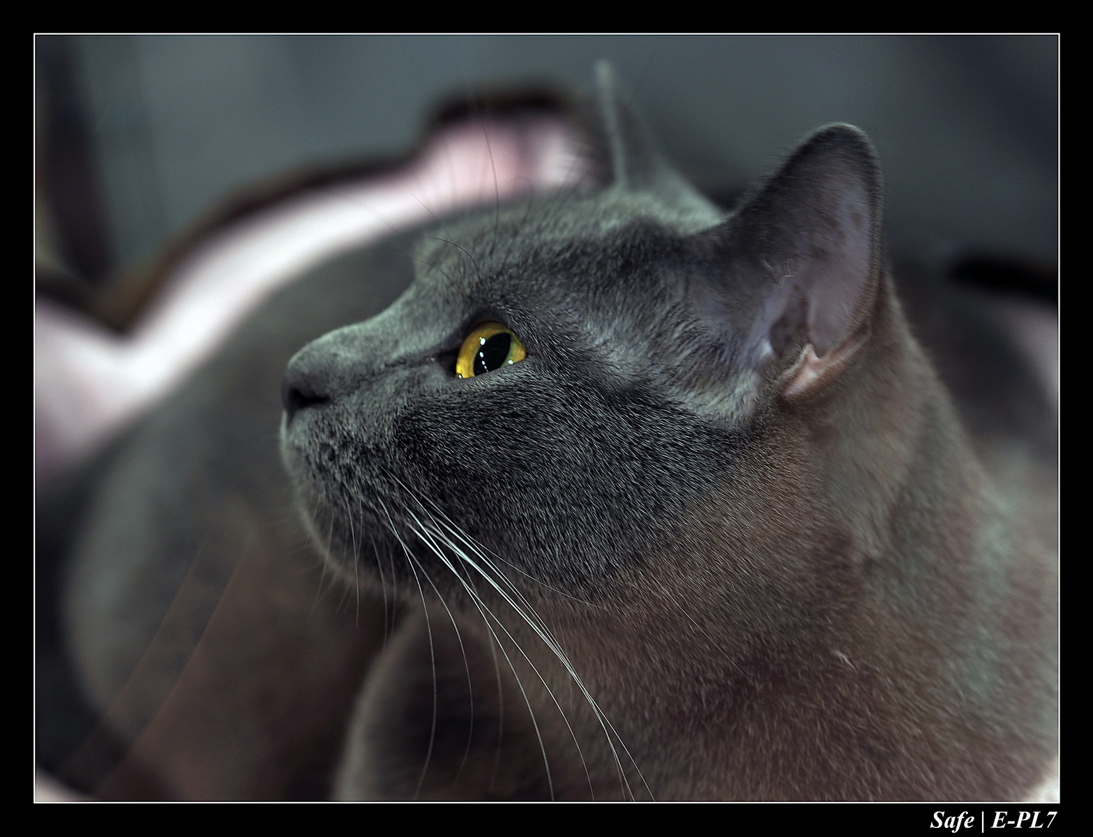 2020 - 02 - Salon agriculture 33